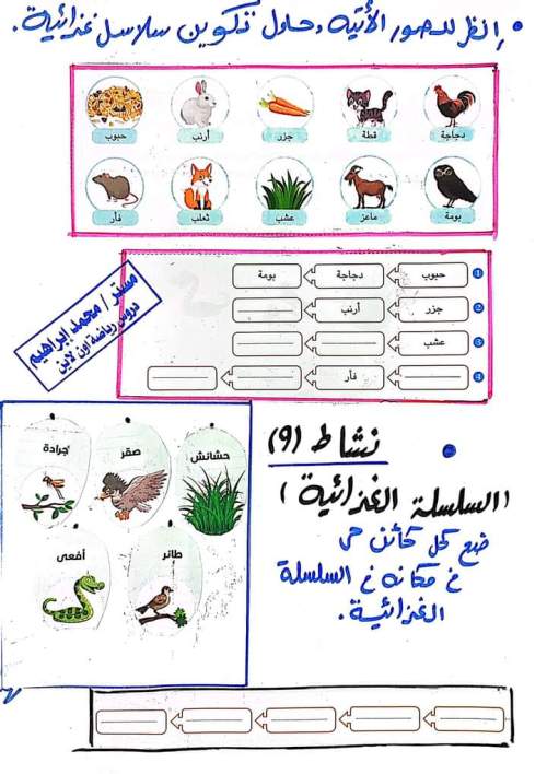 مفهوم انتقال الطاقة في النظام البيئي وكيفية تكوين شبكة غذائية ابراهيم