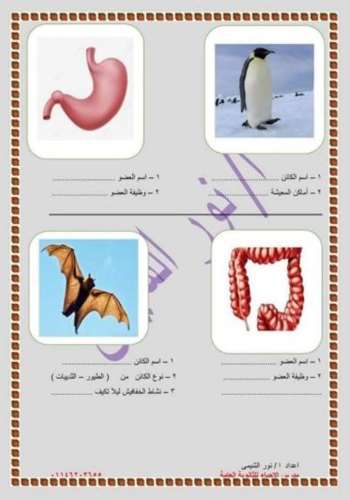 علوم للصف الرابع الابتدائي ترم أول أ مدرس اول