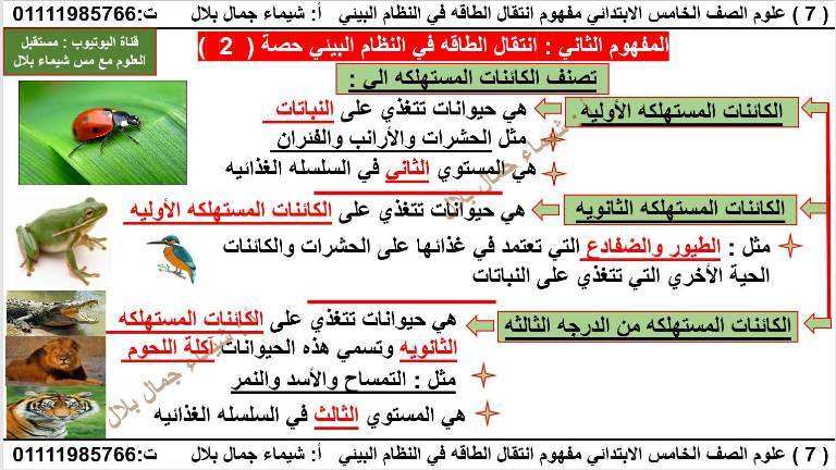 شرح علوم المفهوم الثاني انتقال الطاقه في مدرس اول