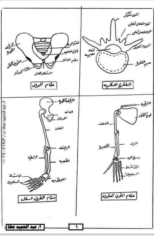 مدراول رسومات فى مادة الاحياء الصف الثالث الثانوى أ/ عبد الحميد عطا 