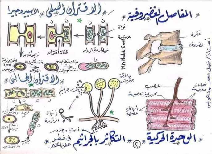 مدرس دوت كوم رسومات الاحياء كاملة للصف الثالث الثانوى أ/  نبيل عويس