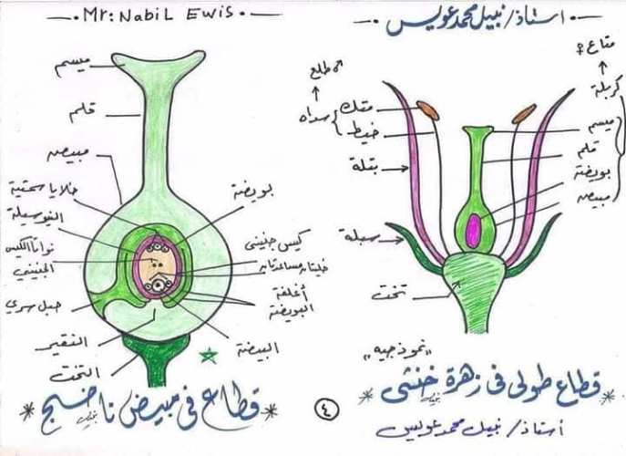 مدرس دوت كوم رسومات الاحياء كاملة للصف الثالث الثانوى أ/  نبيل عويس