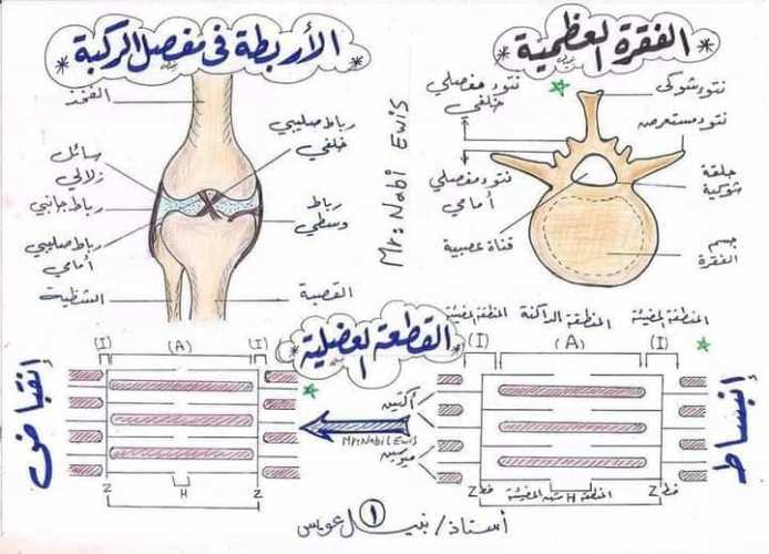 مدرس اون لاين دوت كوم رسومات الاحياء كاملة للصف الثالث الثانوى أ/  نبيل عويس مدرس دوت كوم