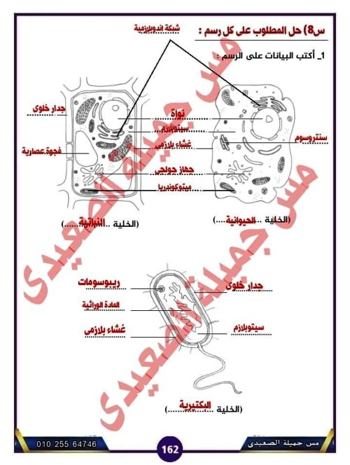 مدرس اول إجابة تدريبات درس الخلايا والحياة فى مادة العلوم الصف الاول الاعدادى الترم الاول أ/ جميلة الصعيدى 