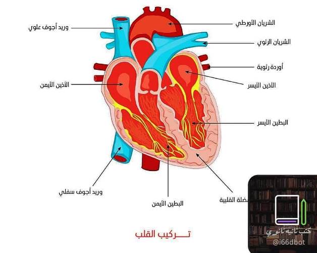 مذكرتى جميع رسومات منهج الأحياء للصف الثاني الثانوي الترم الاول 